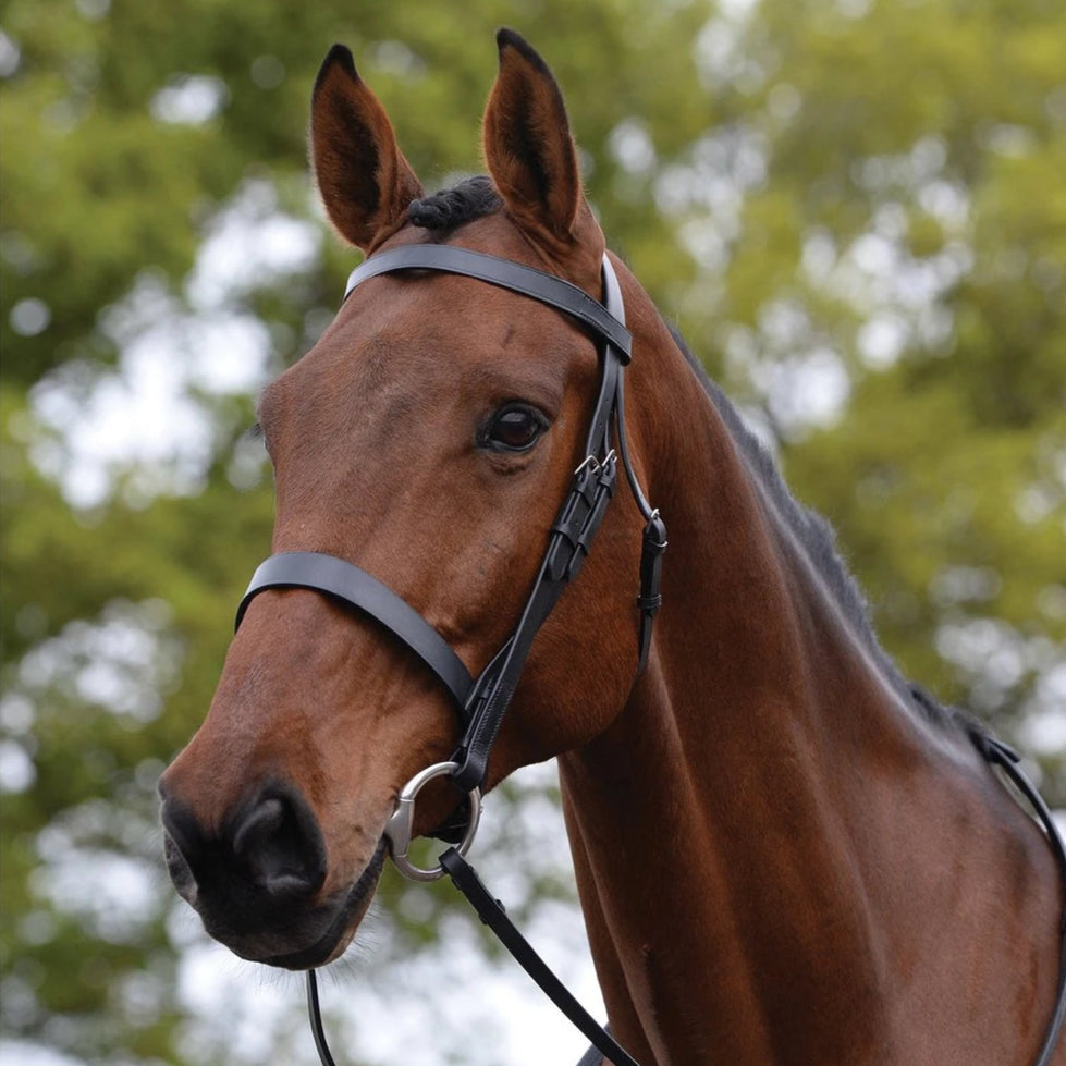 Flat Cavesson Bridle