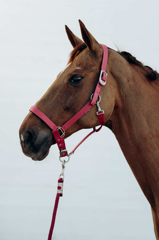 Hardwick Halter - Mineral Red (Pony)