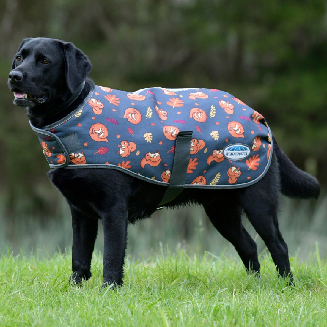 Weatherbeeta dog rugs new arrivals