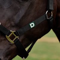 Everyday Headcollar - Black