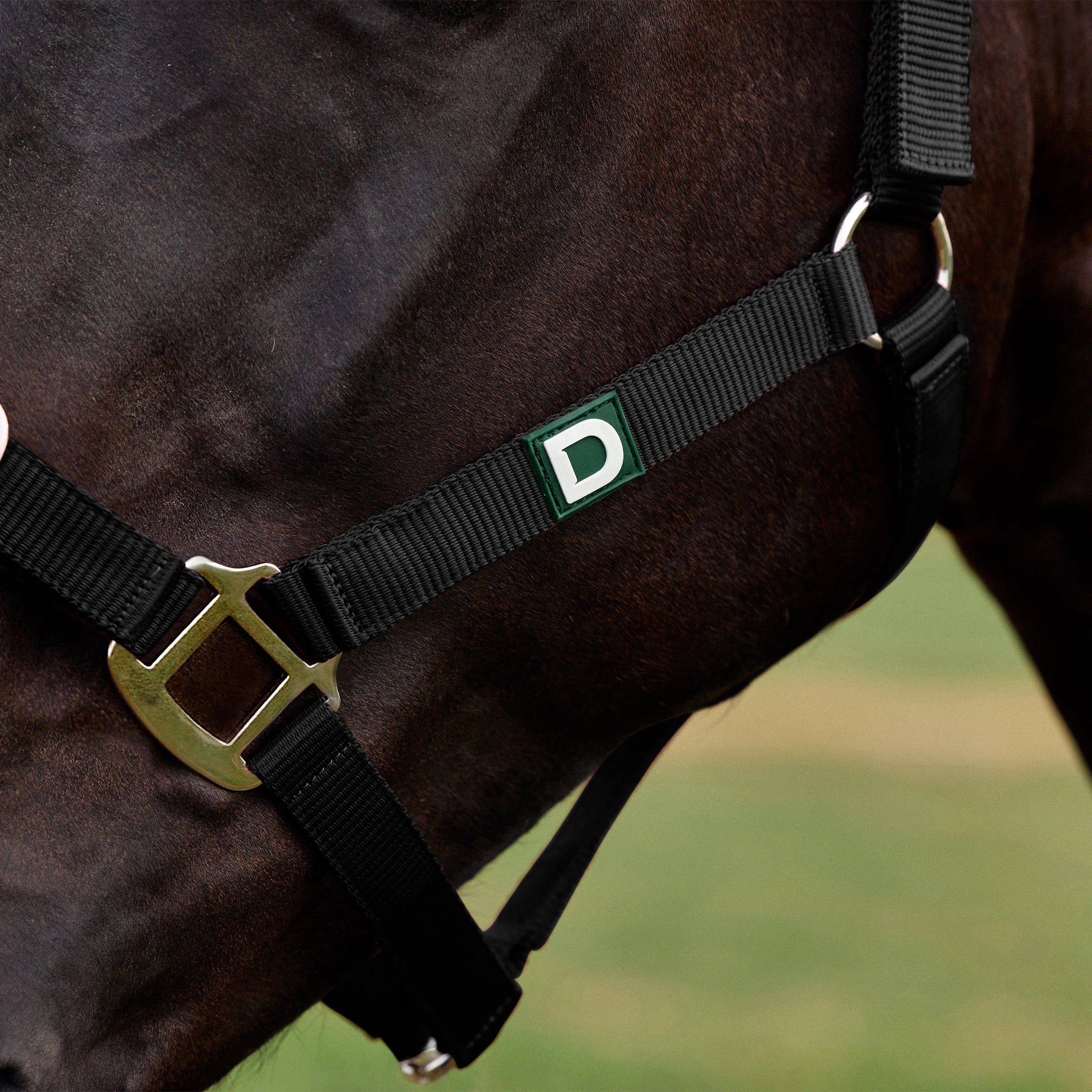 Everyday Headcollar - Black