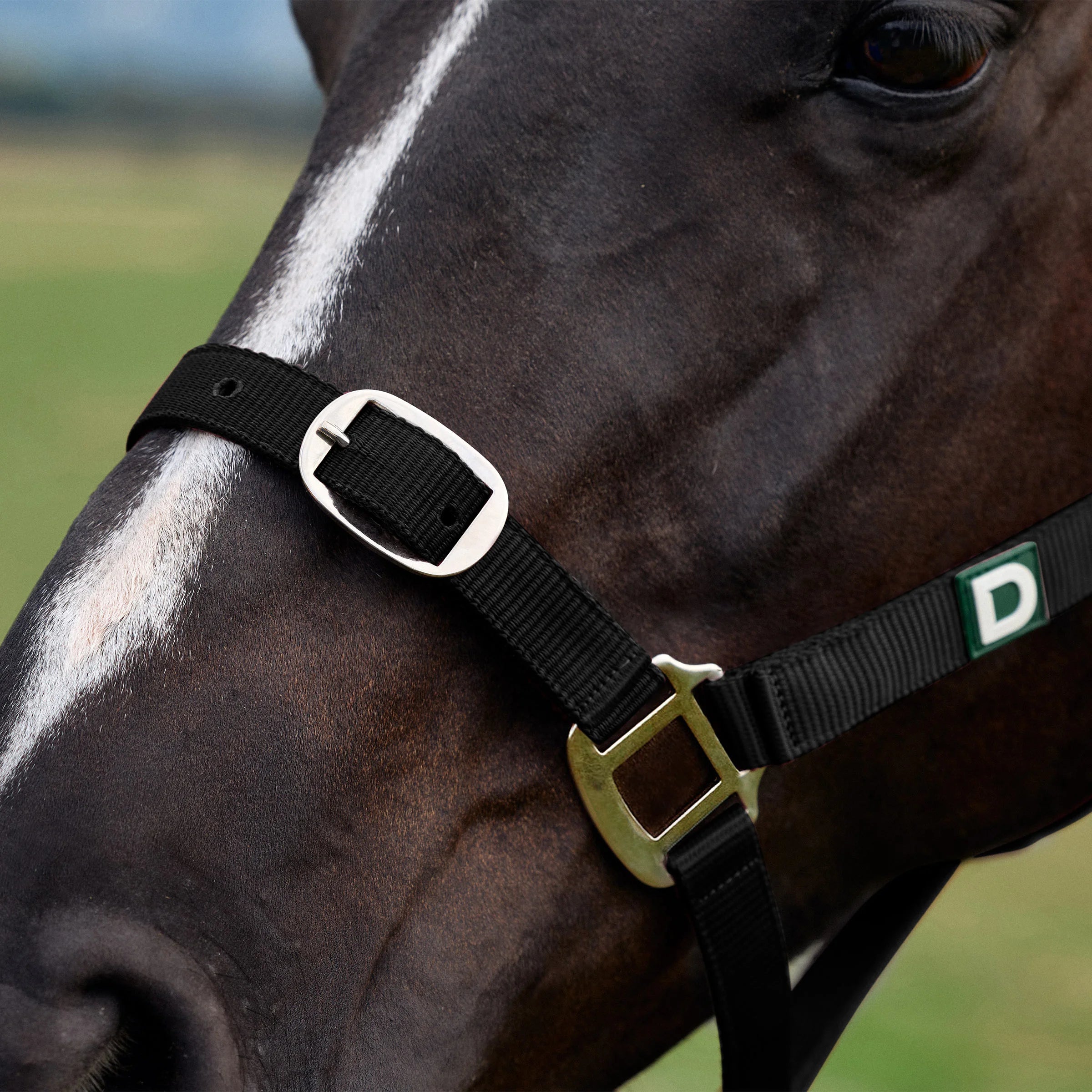 Everyday Headcollar - Black