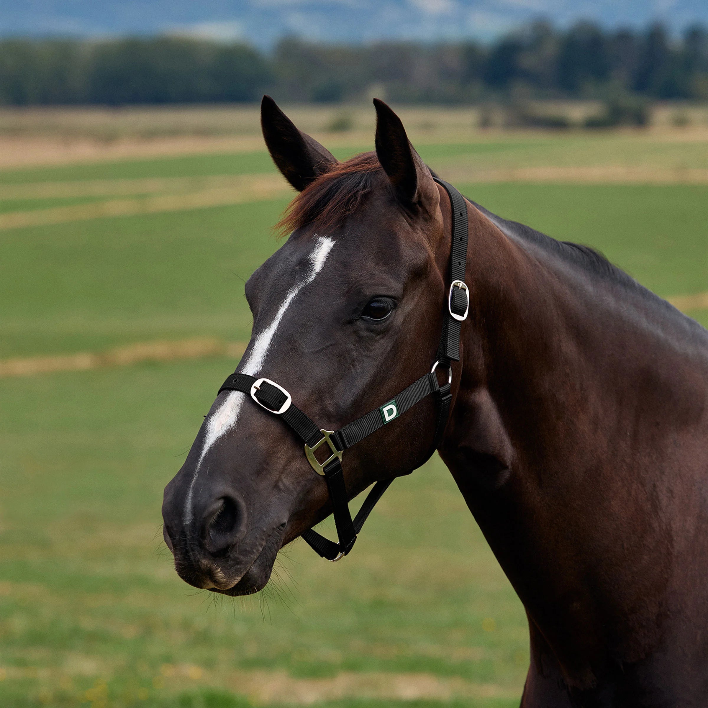 Everyday Headcollar - Black