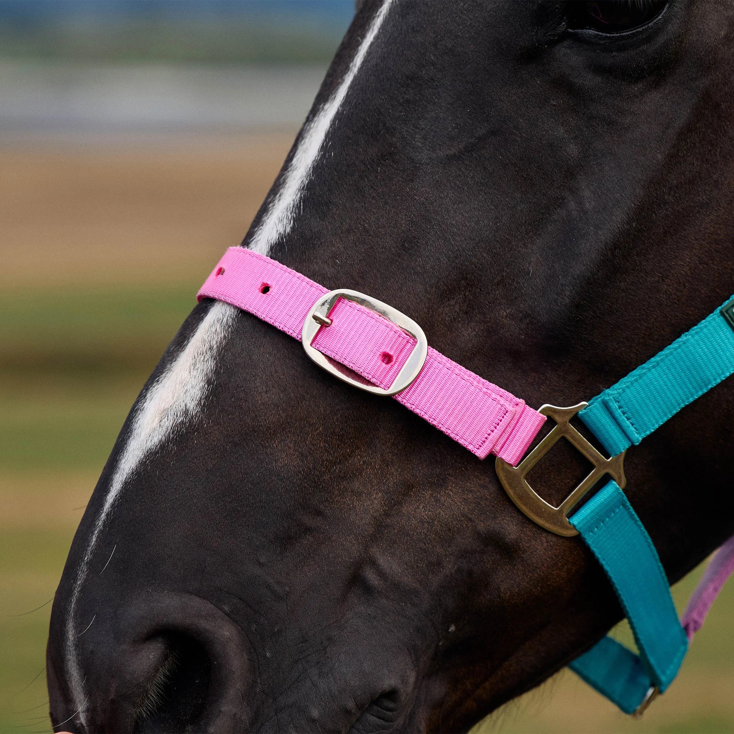 Everyday Headcollar - Blue/Pink/Purple