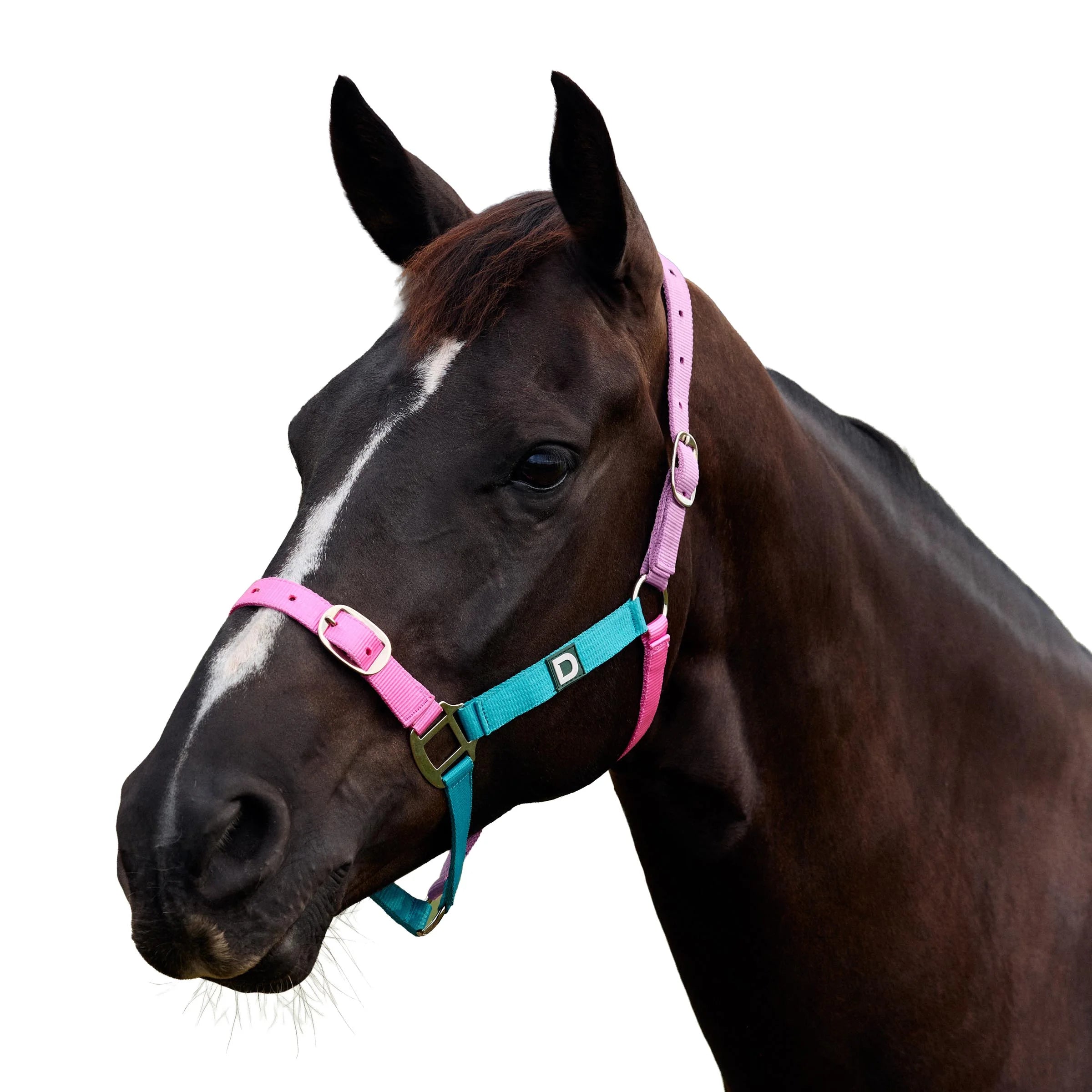 Everyday Headcollar - Blue/Pink/Purple
