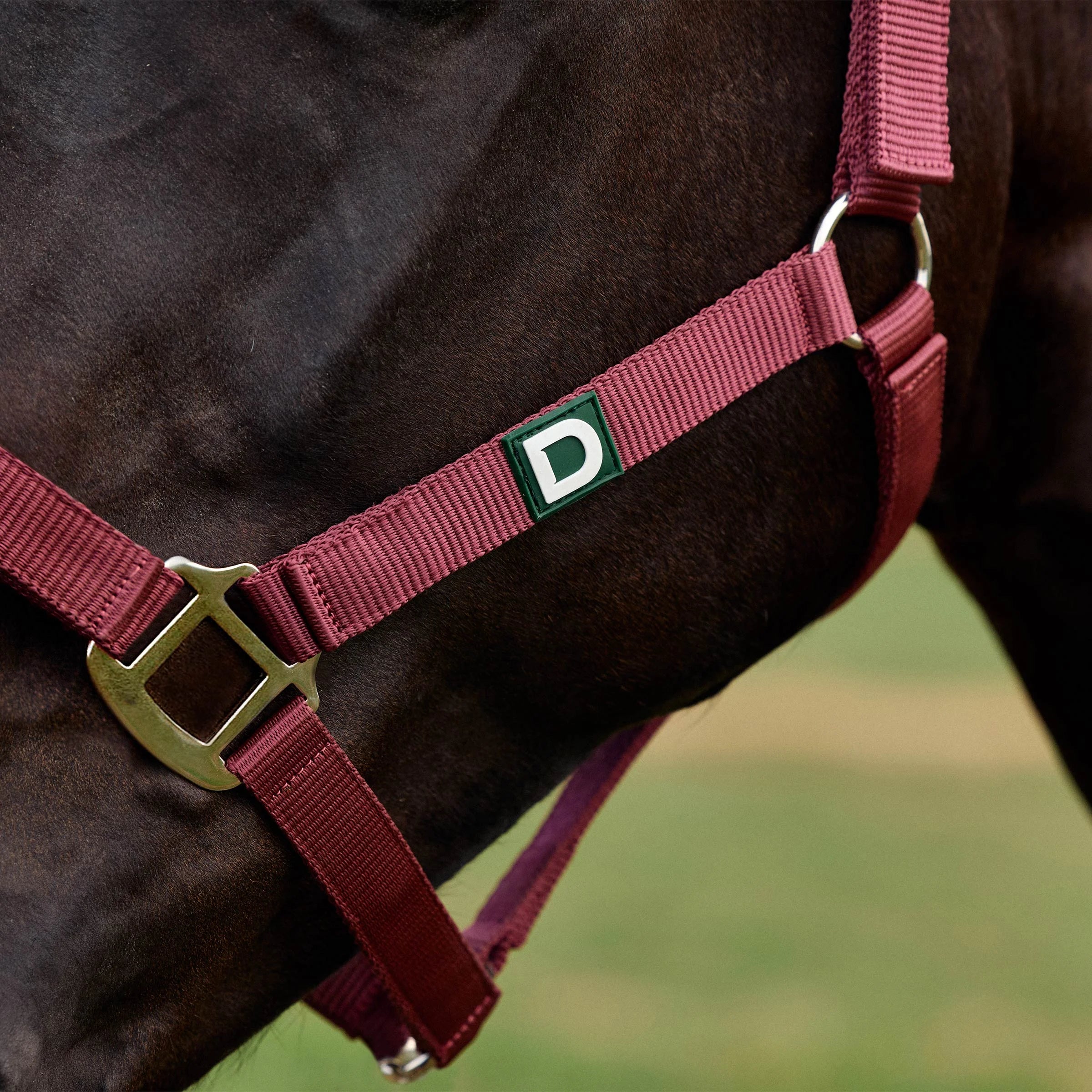 Everyday Headcollar - Burgundy