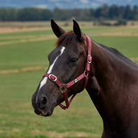 Everyday Headcollar - Burgundy