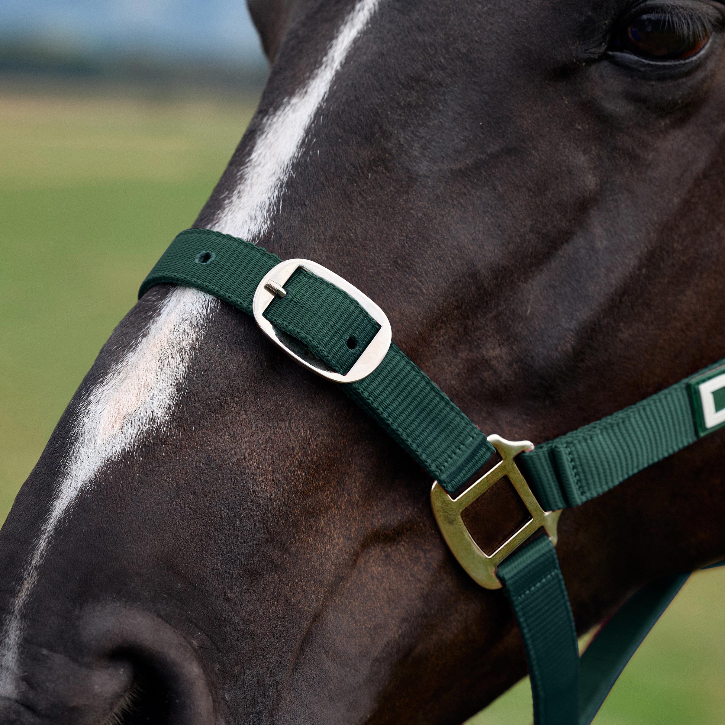Everyday Headcollar - Green