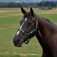 Everyday Headcollar - Green