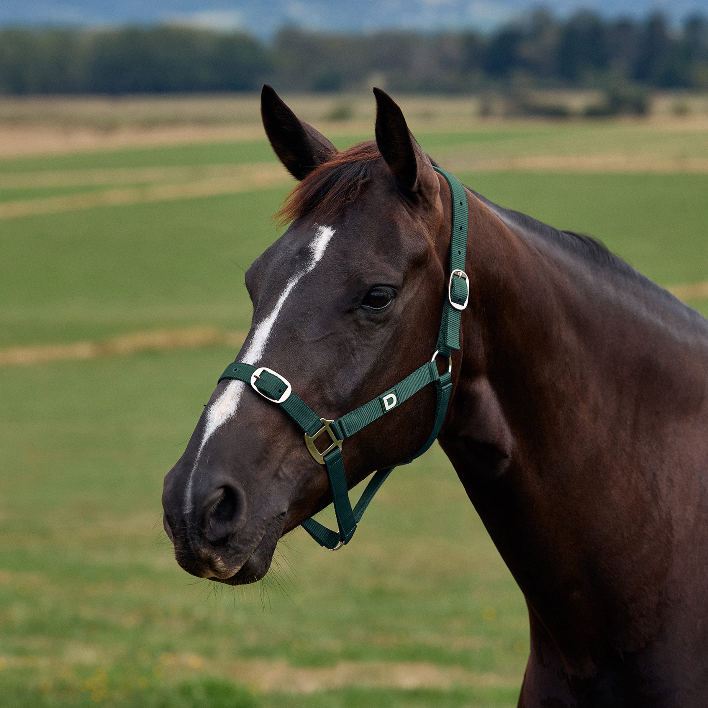 Everyday Headcollar - Green