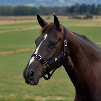 Everyday Headcollar - Navy