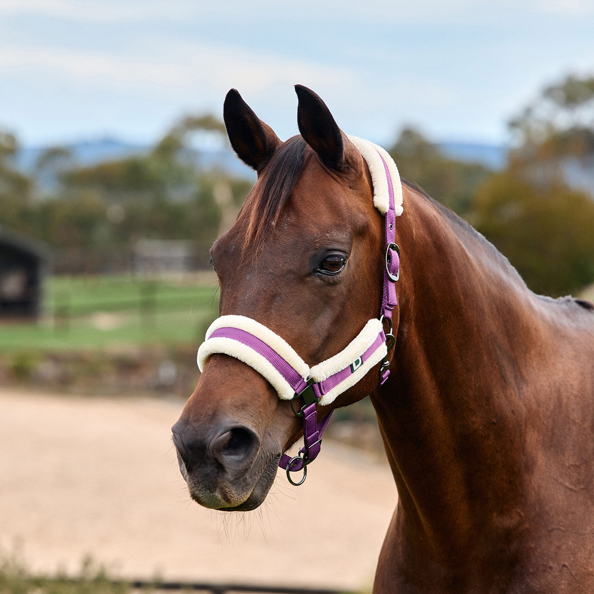 Soft Fit Headcollar - Dark Purple