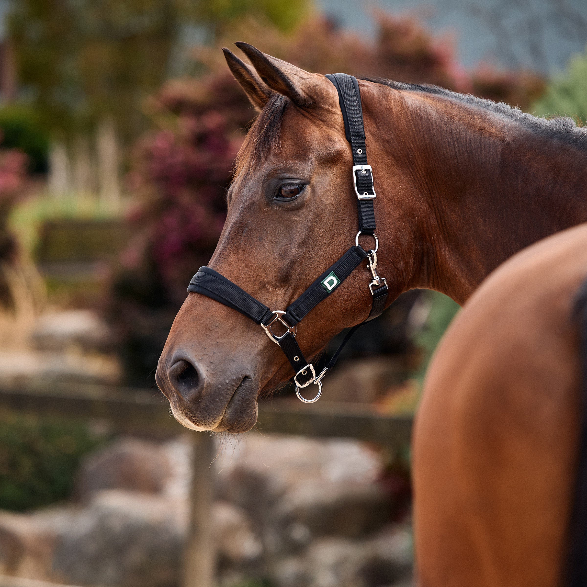 Neo Comfort Headcollar - Black