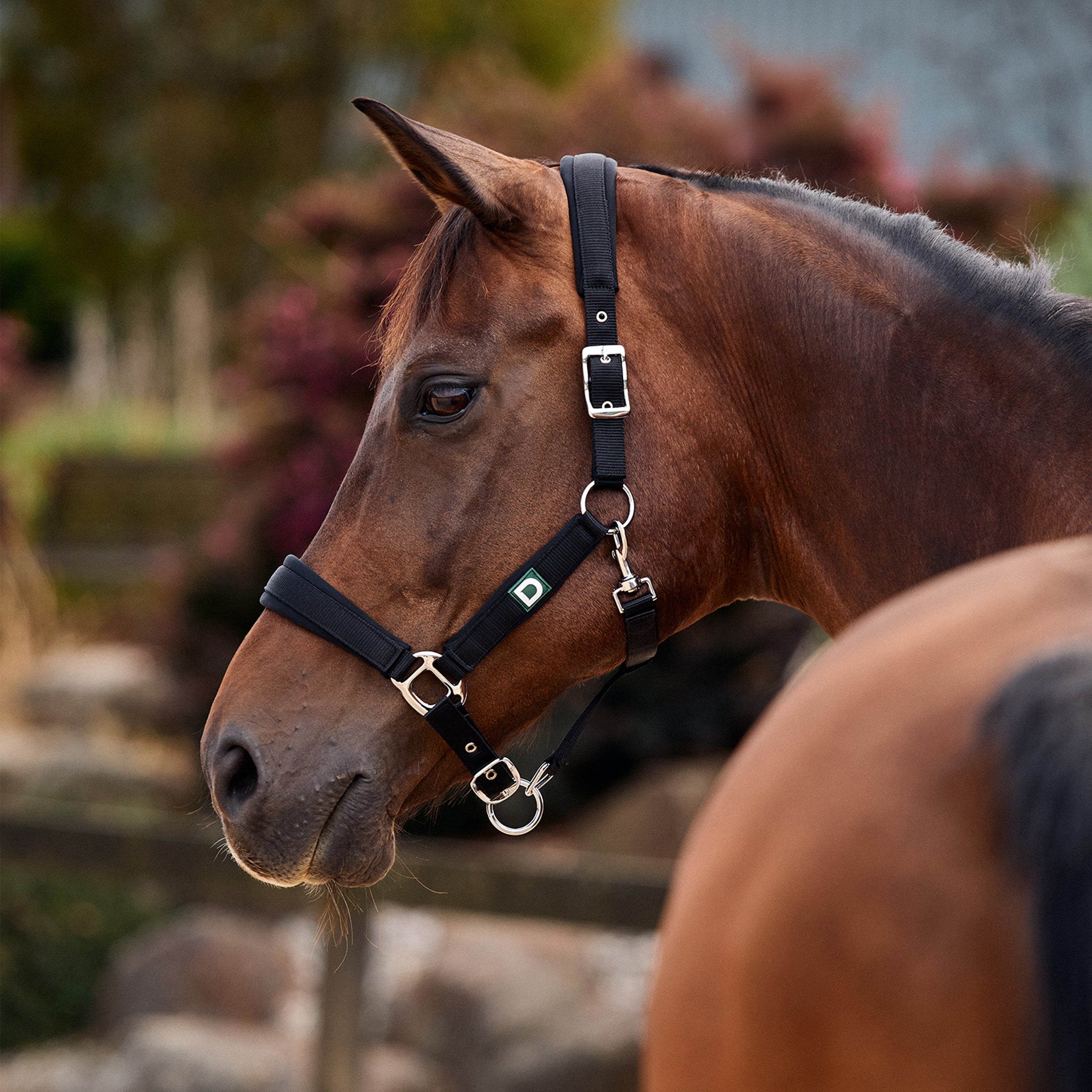 Neo Comfort Headcollar - Black