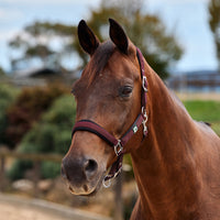 Neo Comfort Headcollar - Burgundy