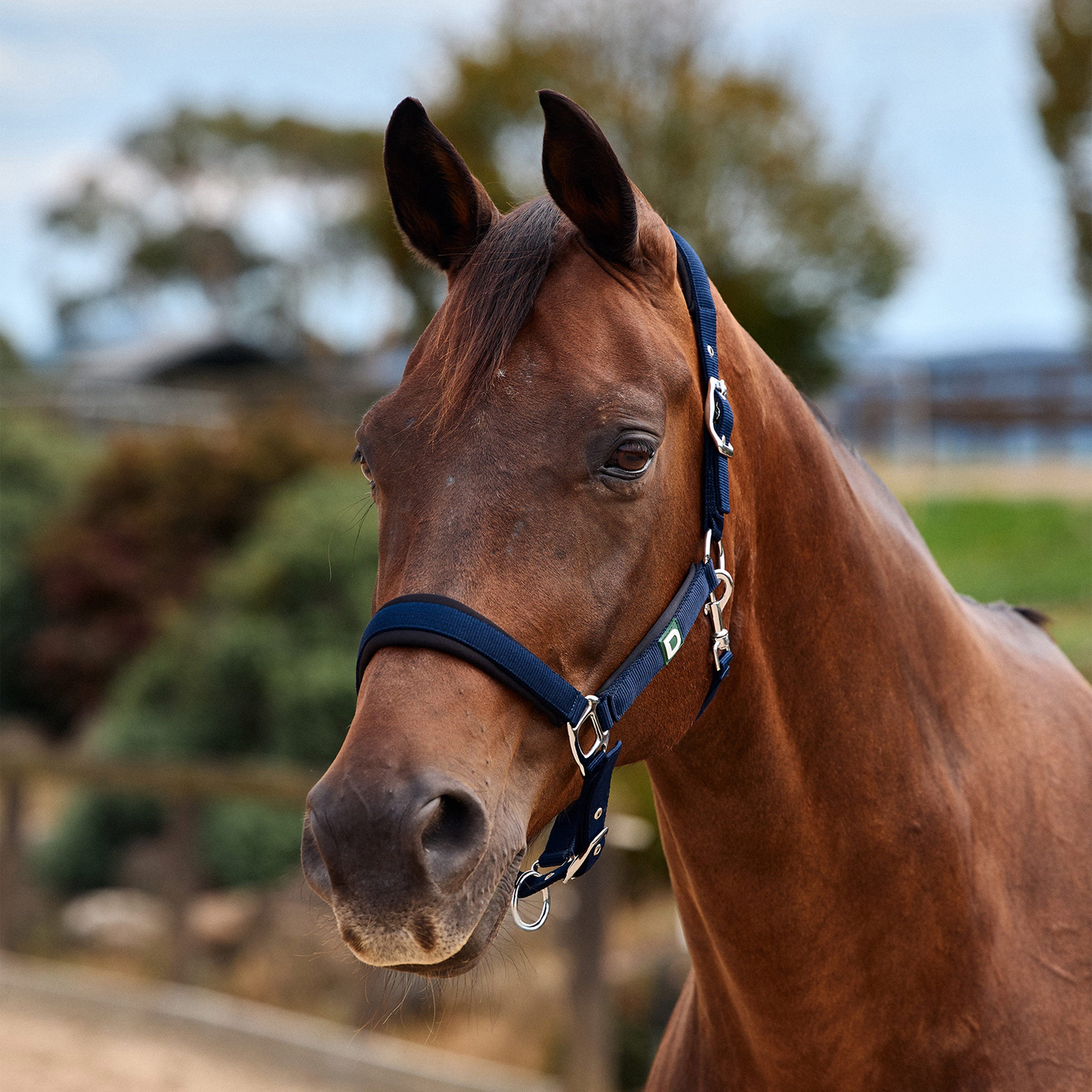 Neo Comfort Headcollar - Navy