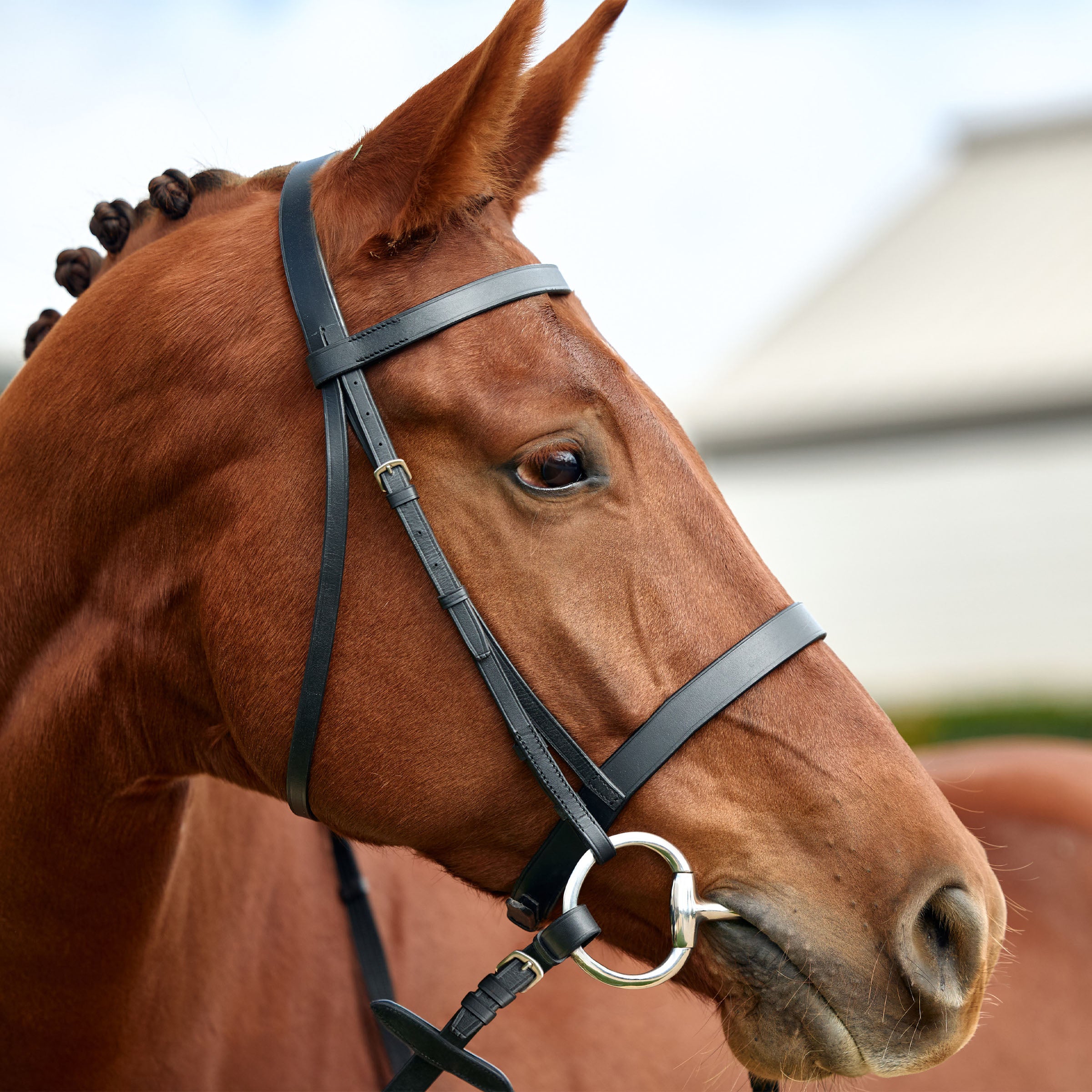 Flat Cavesson Bridle - Black