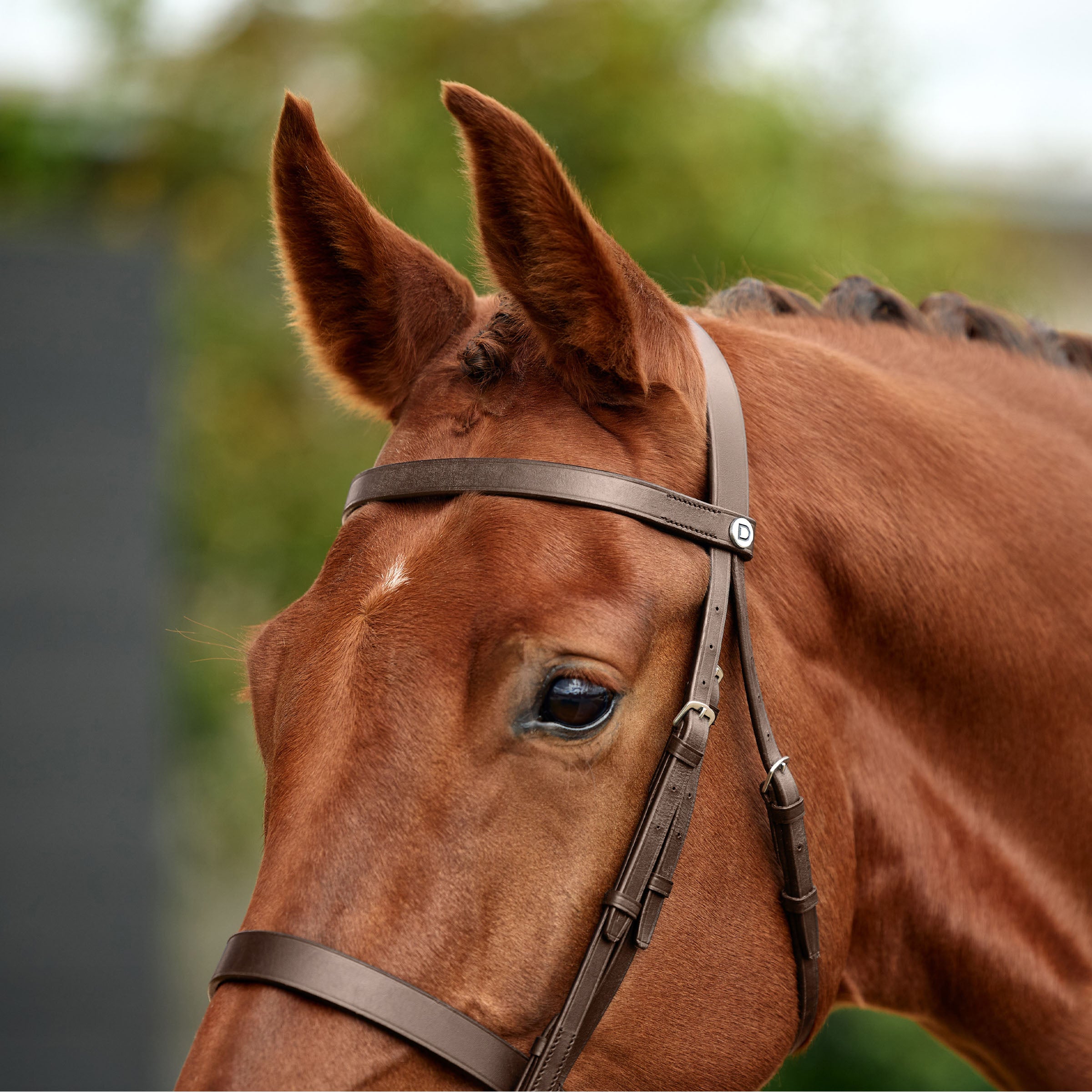 Flat Cavesson Bridle - Brown