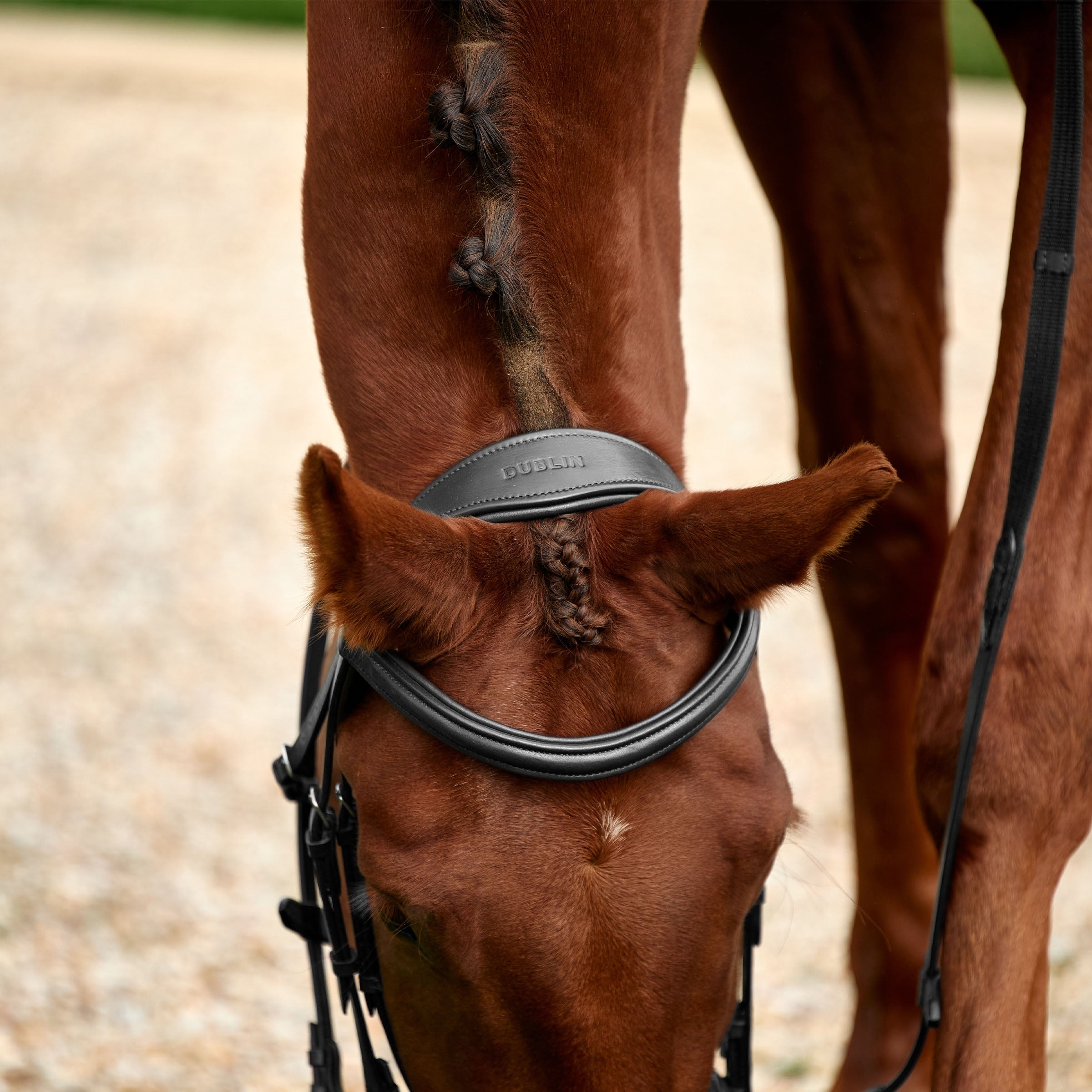 Padded Flash Bridle - Black