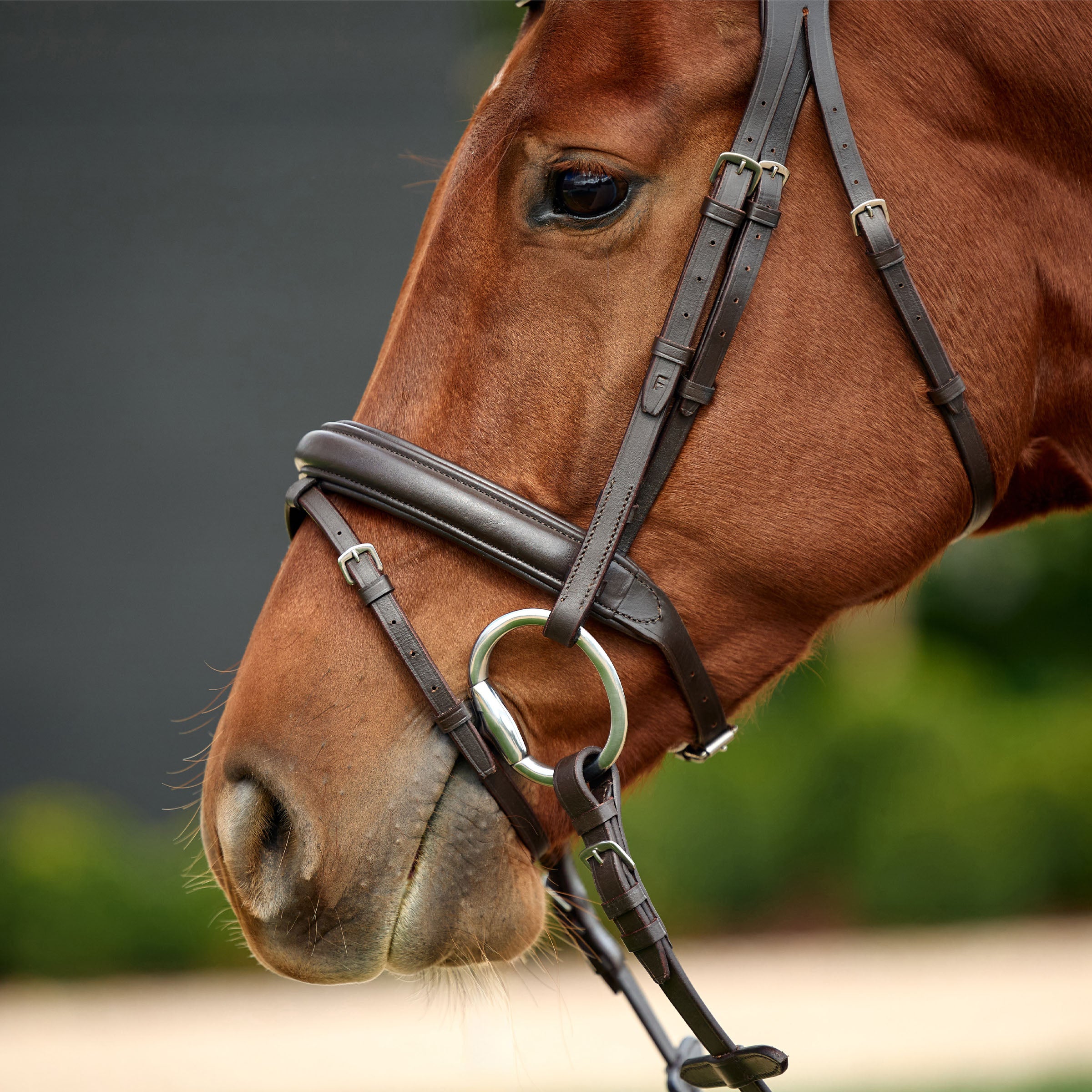 Padded Flash Bridle - Brown