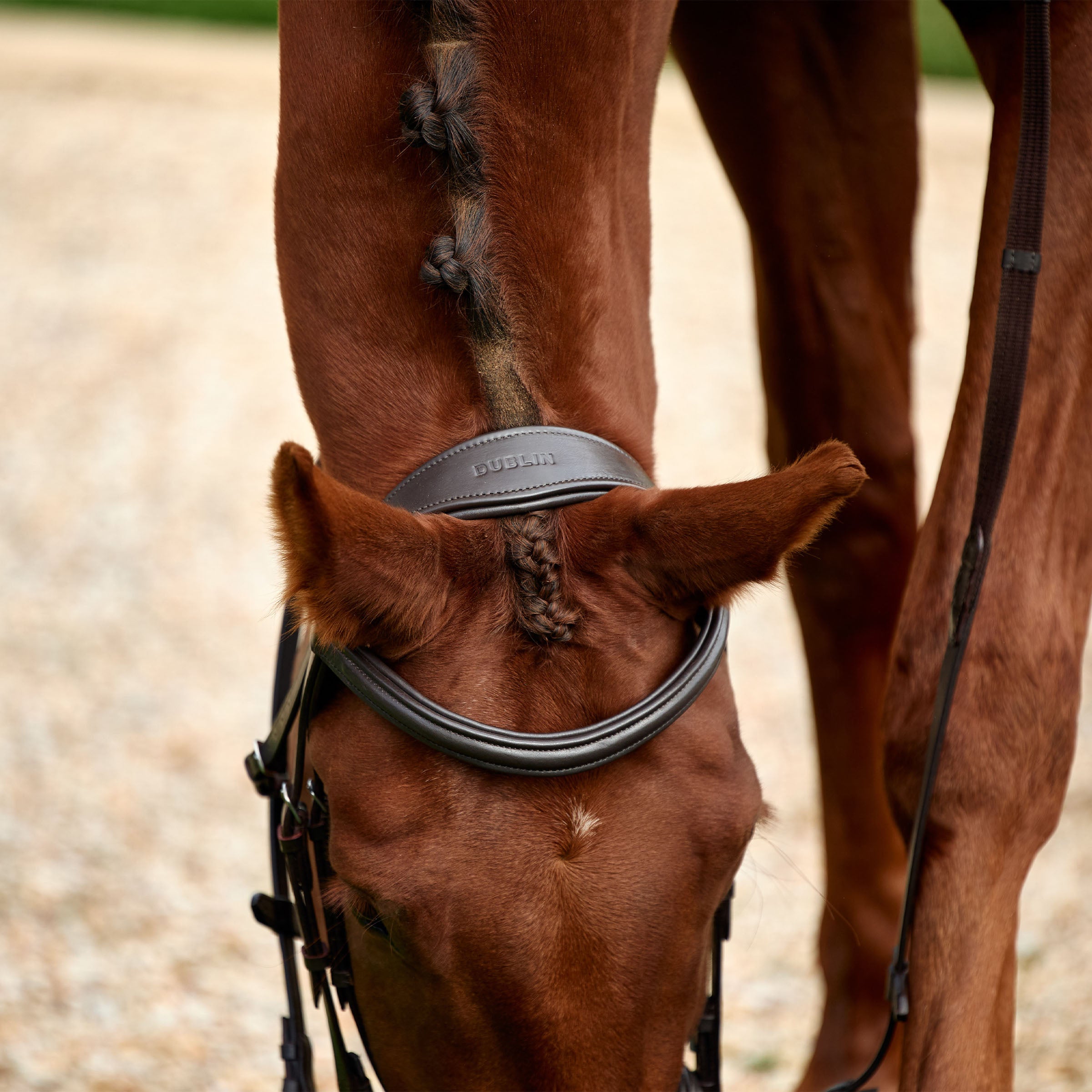 Padded Flash Bridle - Brown
