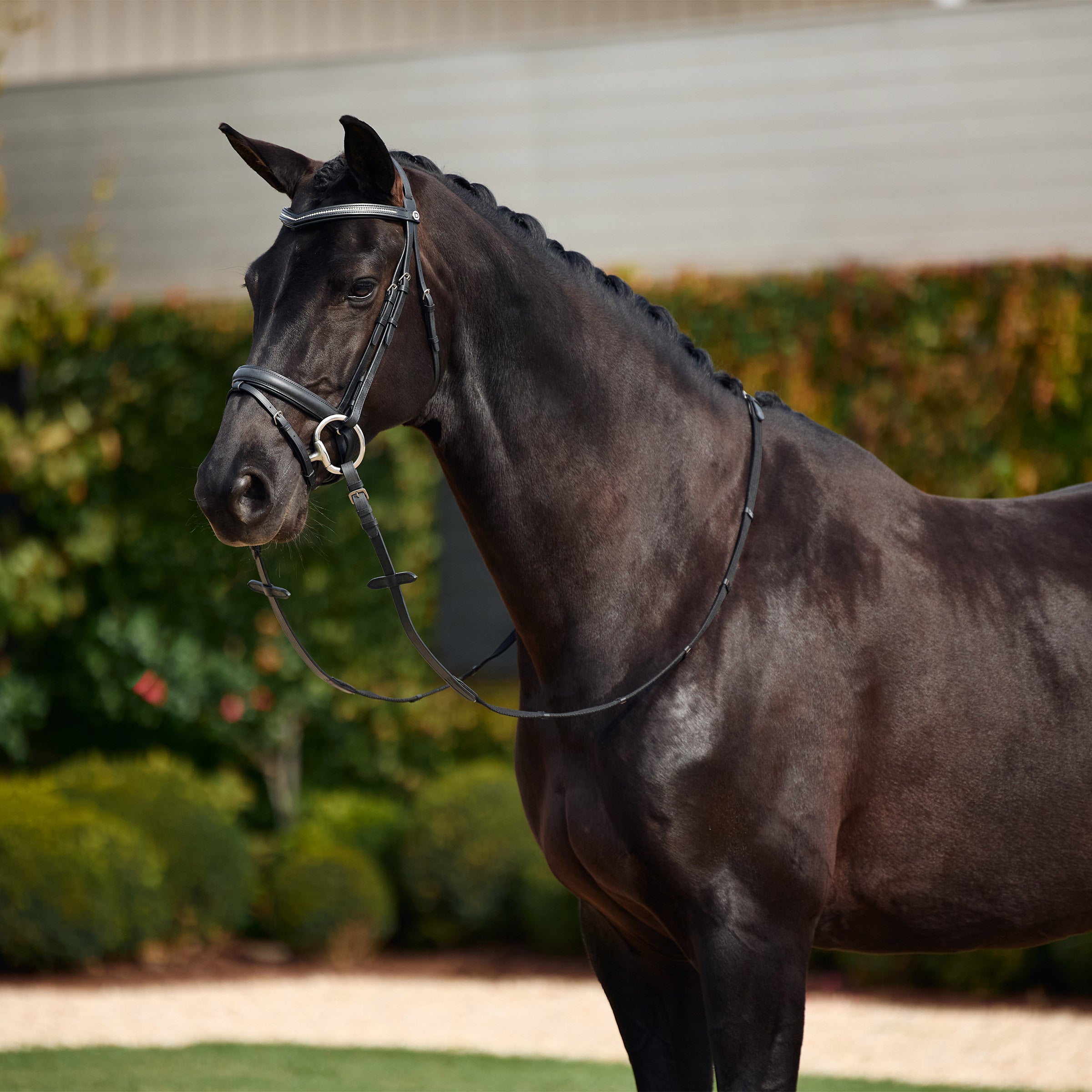 Crystal Flash Bridle - Black
