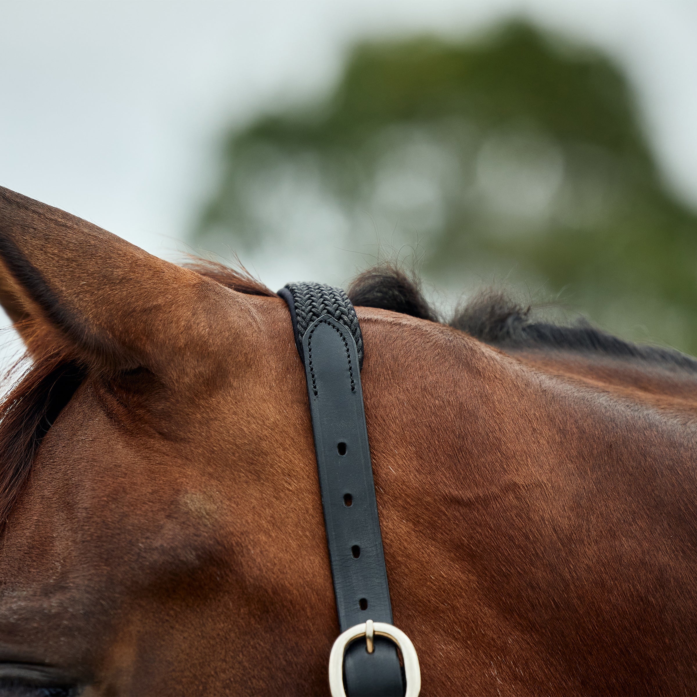 Braided Leather Headcollar - Black