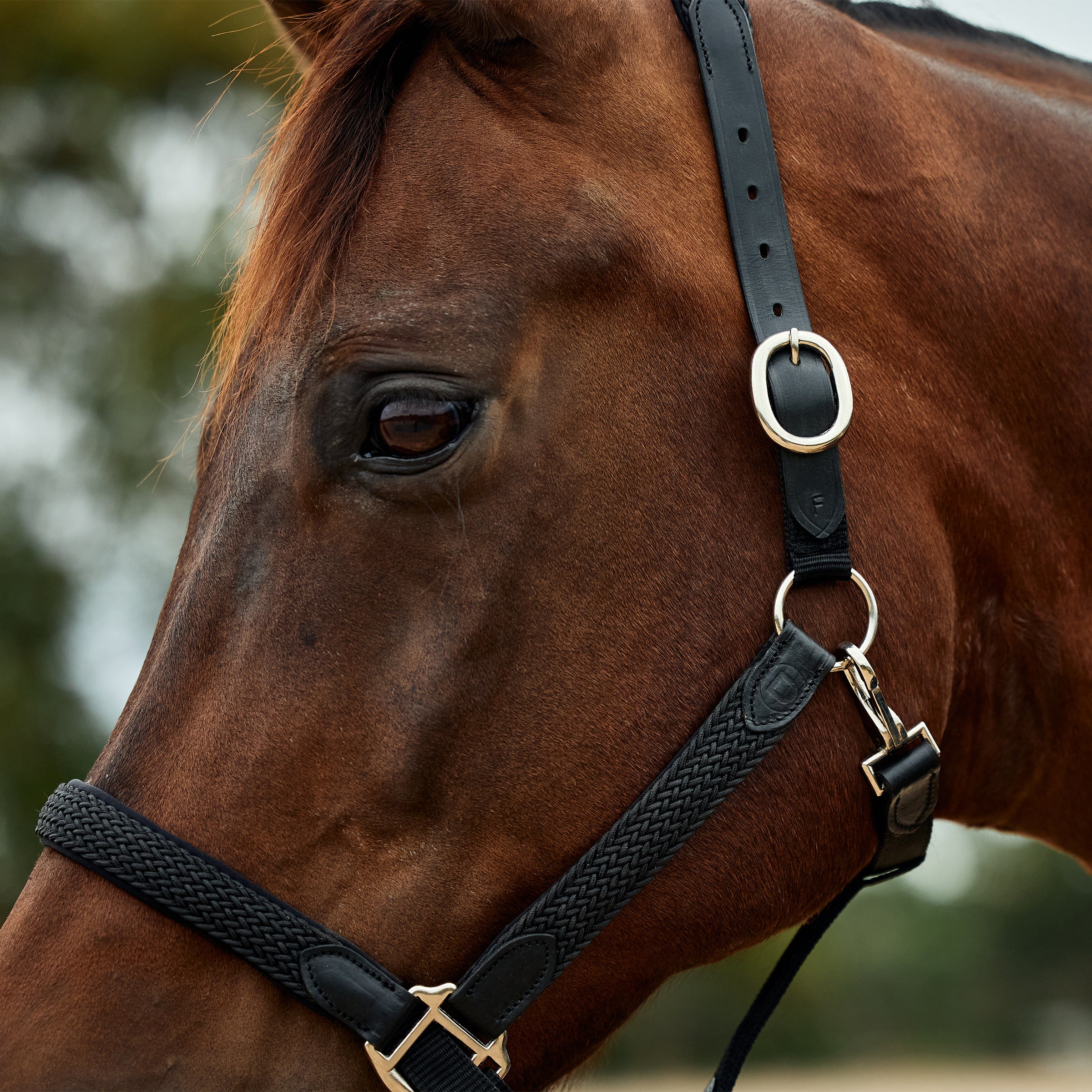 Braided Leather Headcollar - Black