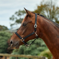 Braided Leather Headcollar - Black