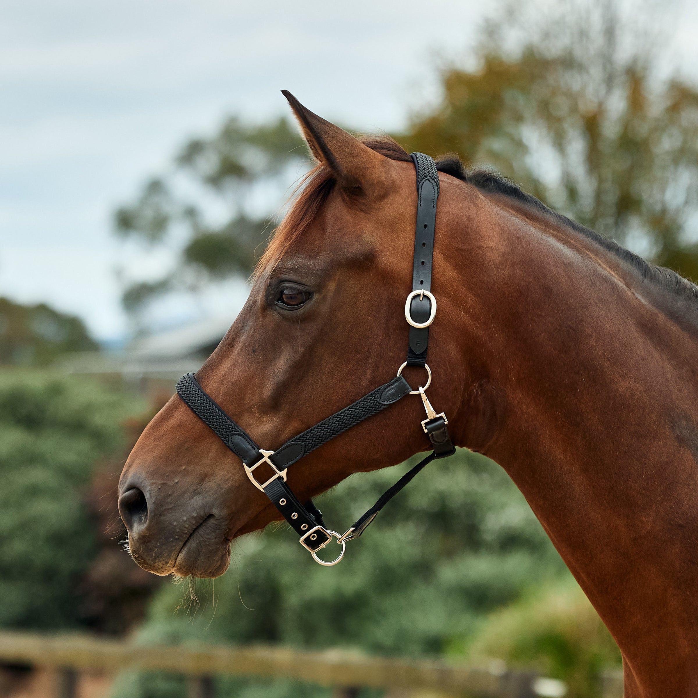 Braided Leather Headcollar - Black