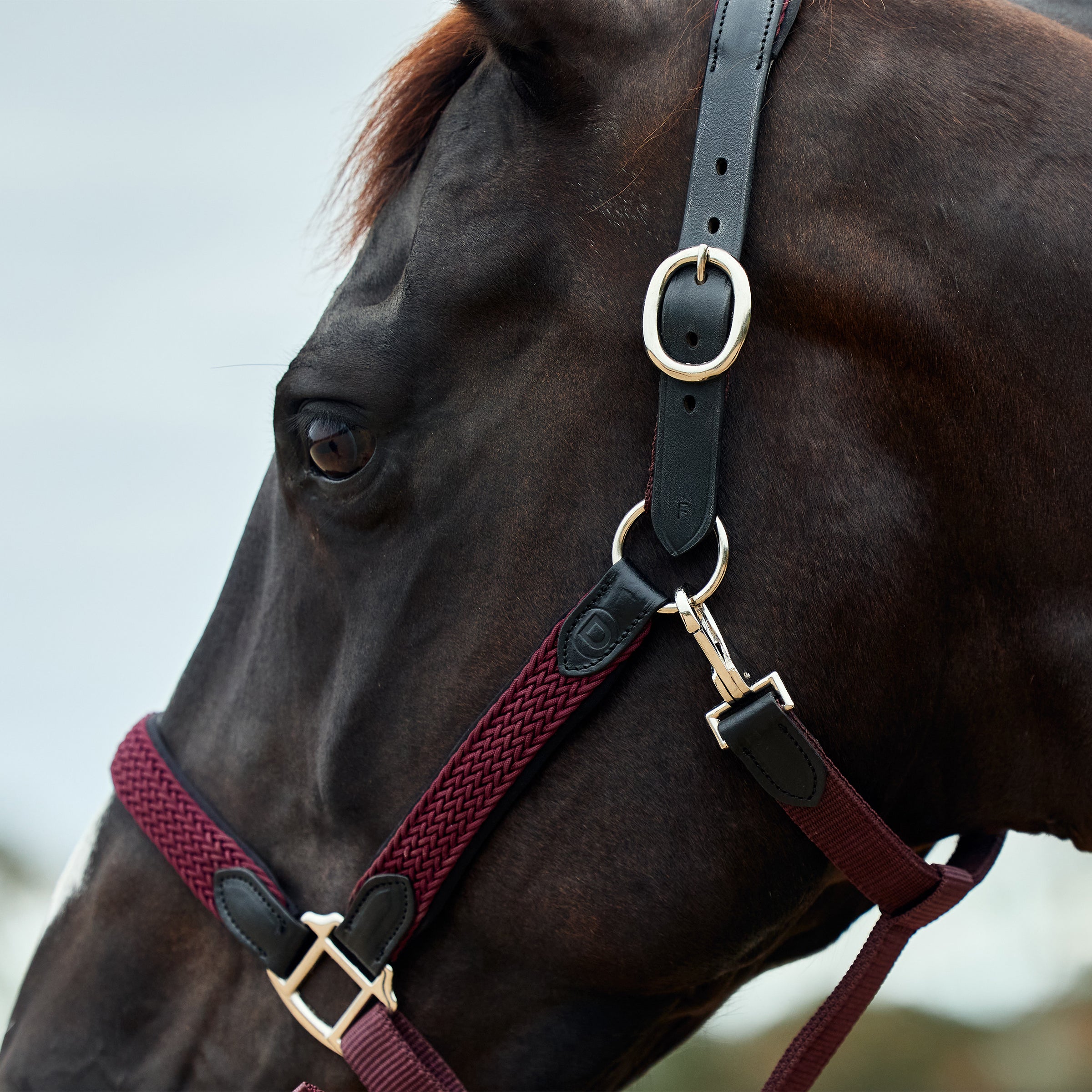 Braided Leather Headcollar - Burgundy