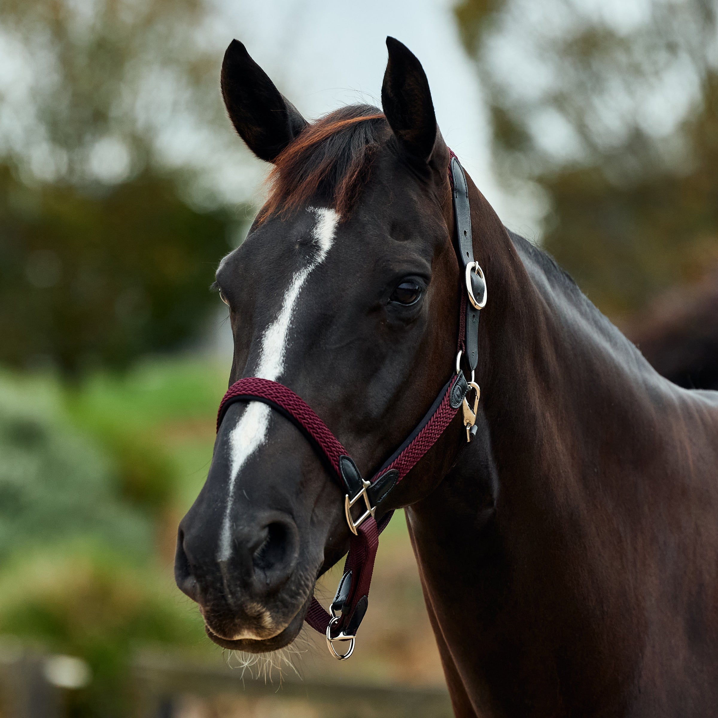 Braided Leather Headcollar - Burgundy