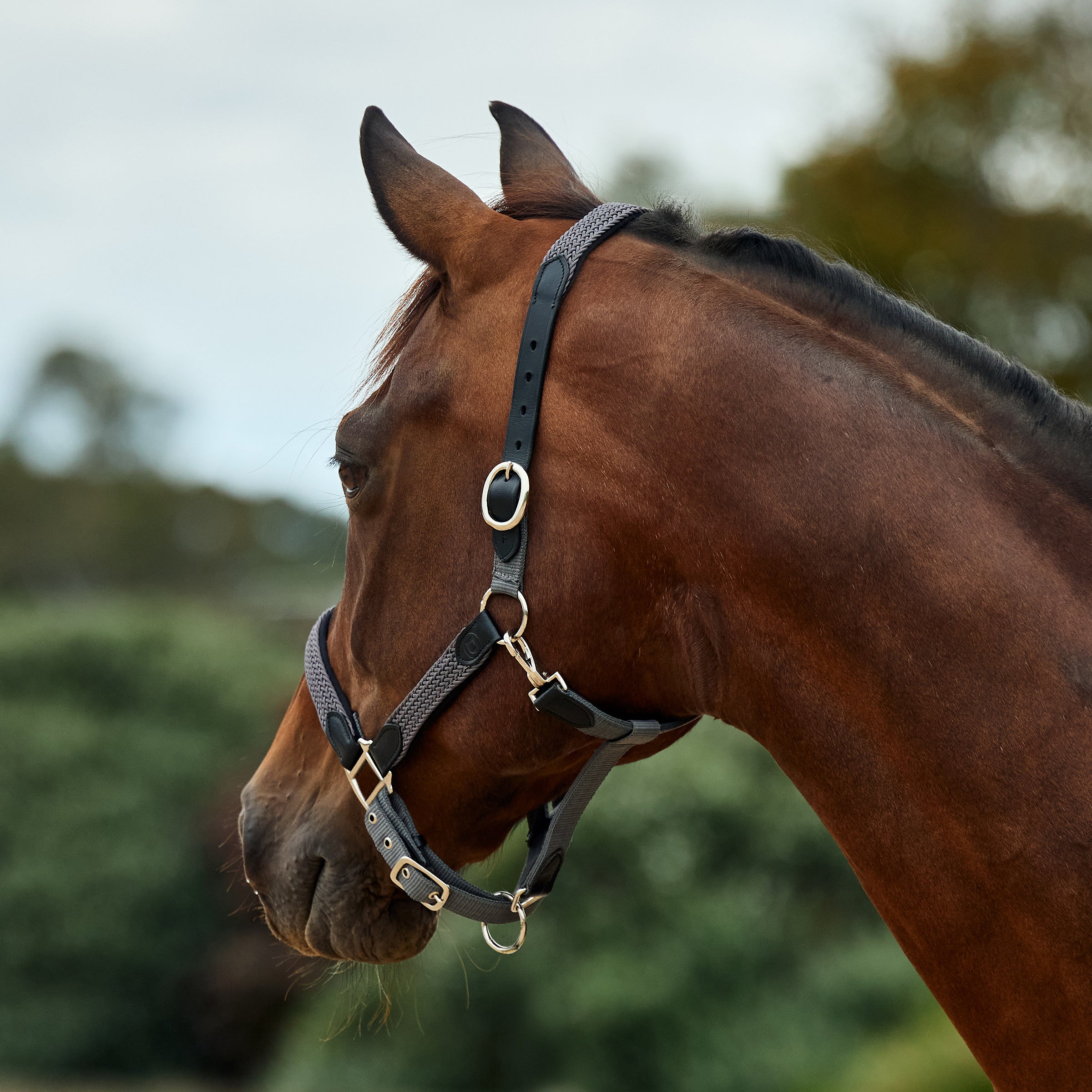 Braided Leather Headcollar - Charcoal