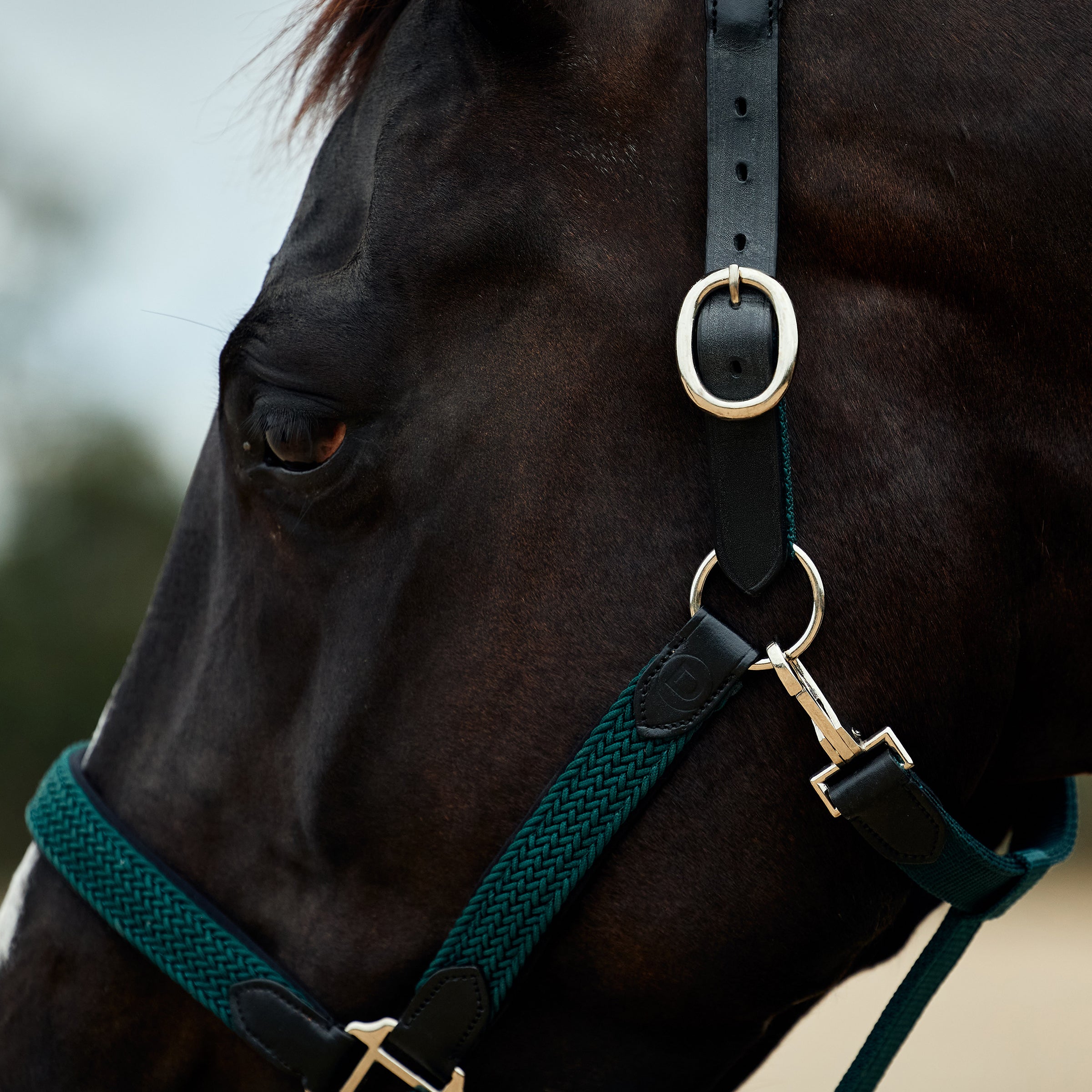Braided Leather Headcollar - Hunter Green