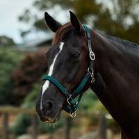 Braided Leather Headcollar - Hunter Green