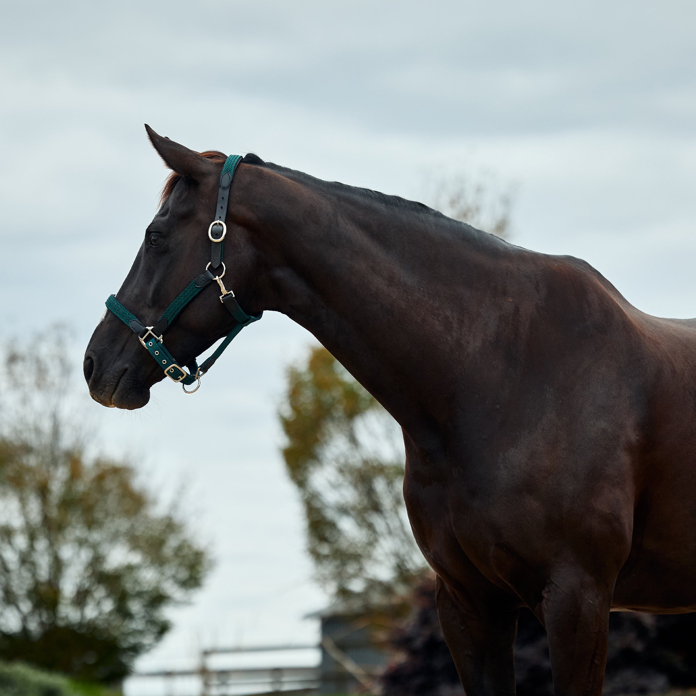 Braided Leather Headcollar - Hunter Green
