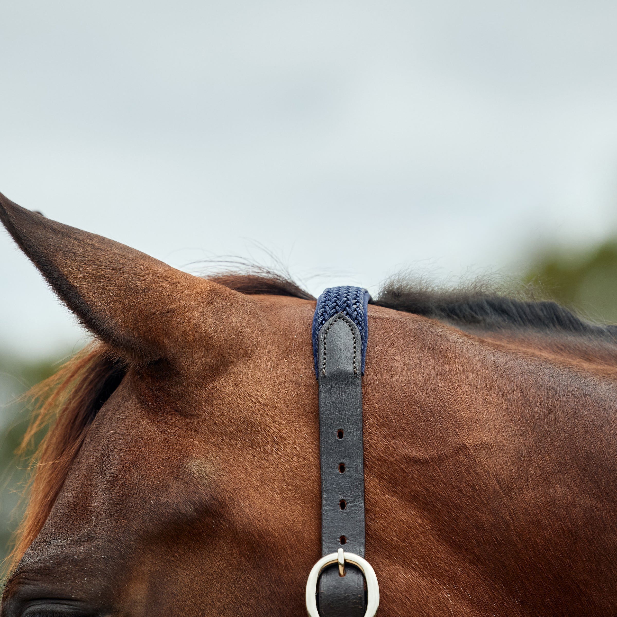 Braided Leather Headcollar - Navy