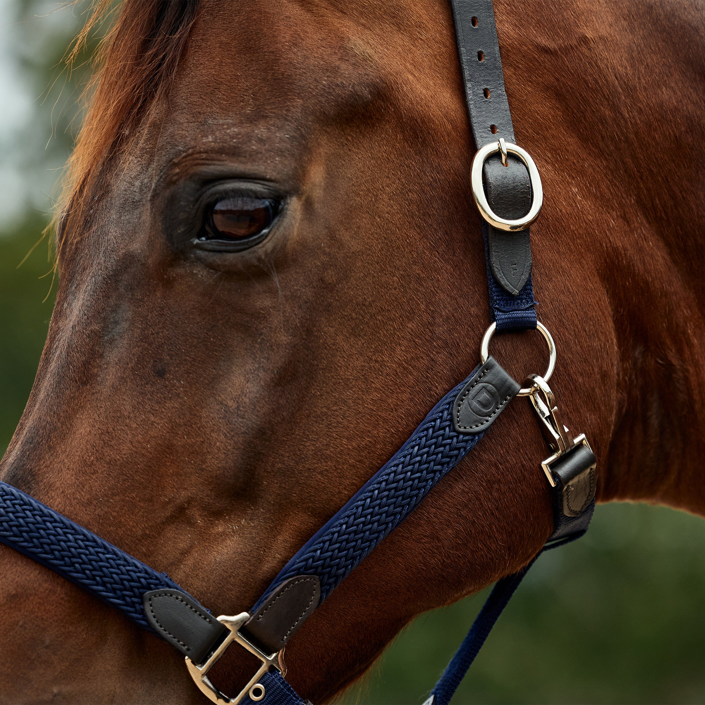 Braided Leather Headcollar - Navy