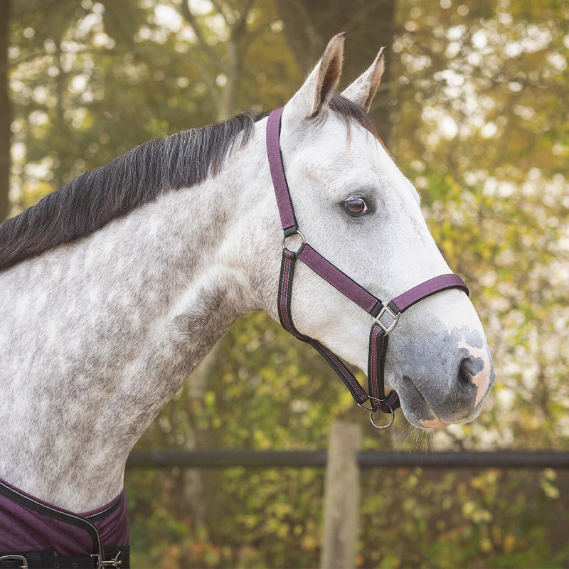 Head Collar Set - Wine Red