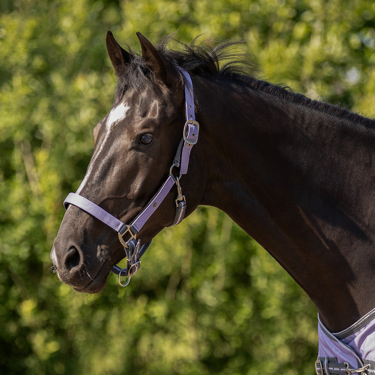 Head Collar Set - Lavender Haze