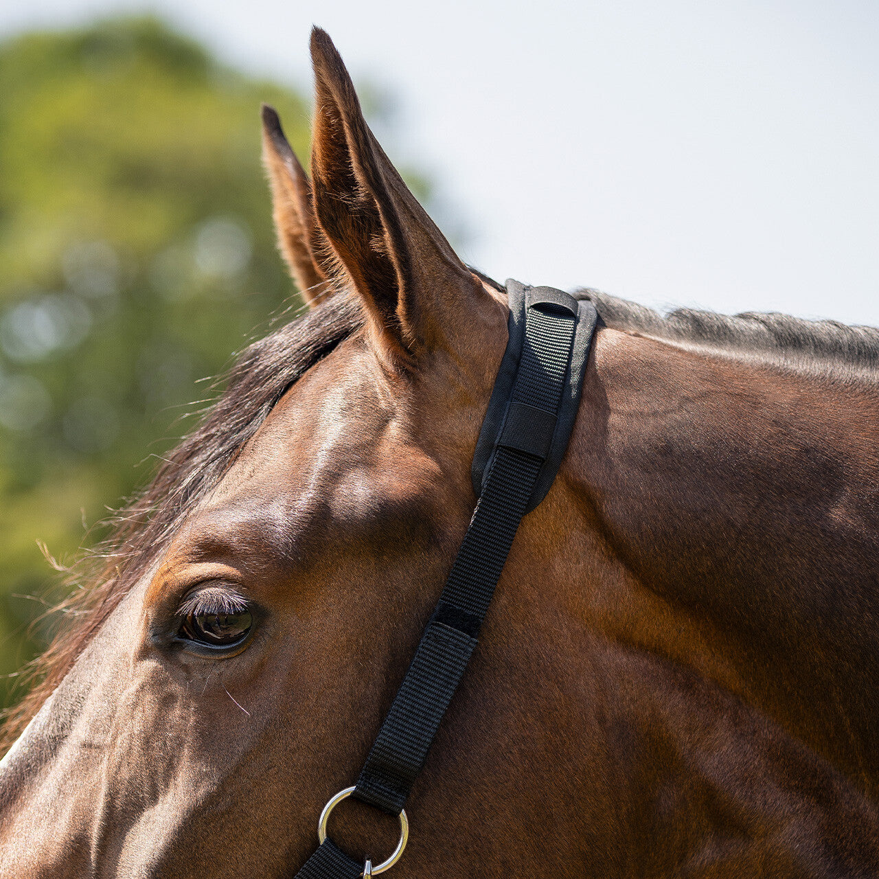 Grazing Muzzle with Fur