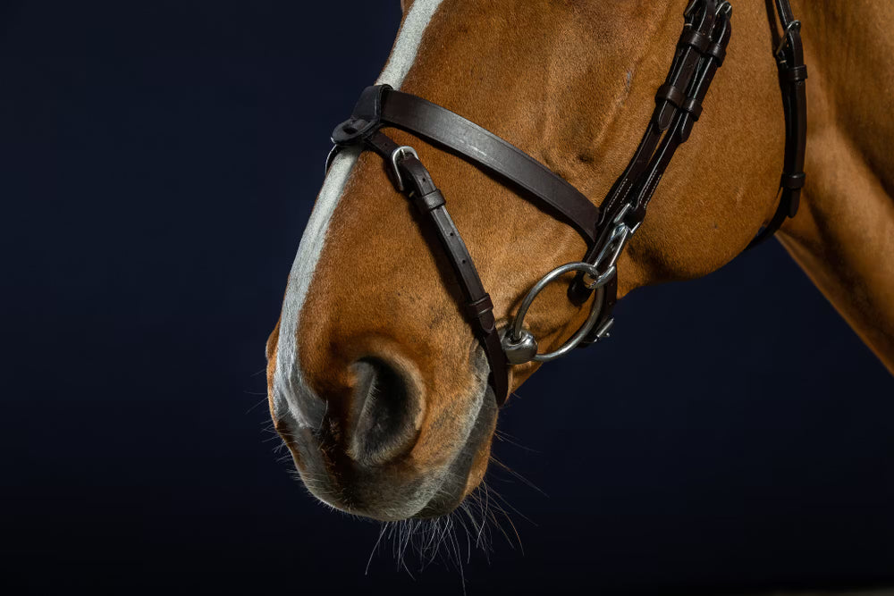 Working Flat Leather Bridle with Snap Hooks - Black
