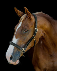 Leather Show Halter - Black