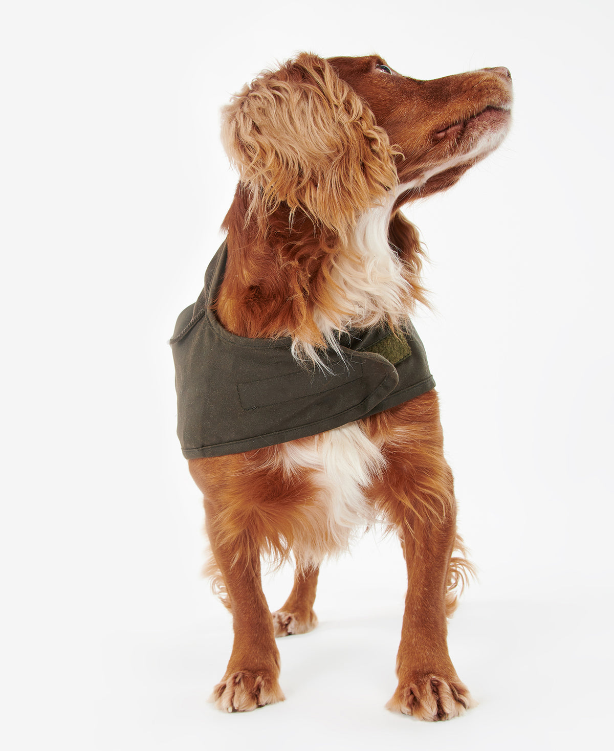 2 in 1 Wax Dog Coat - Olive