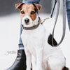 Pied-de-Poule Dog Collar - Black