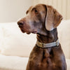 Pied-de-Poule Dog Collar - Beige