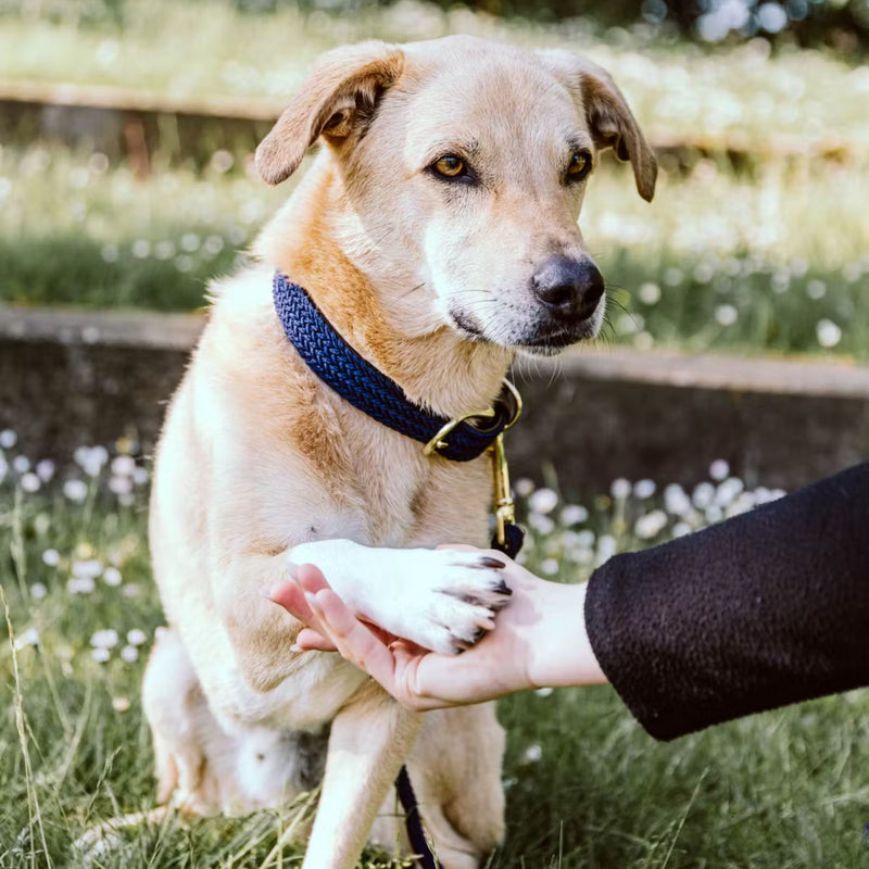 Dog Collar - Plaited Nylon Navy