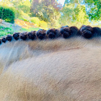 Plait Booster - Black