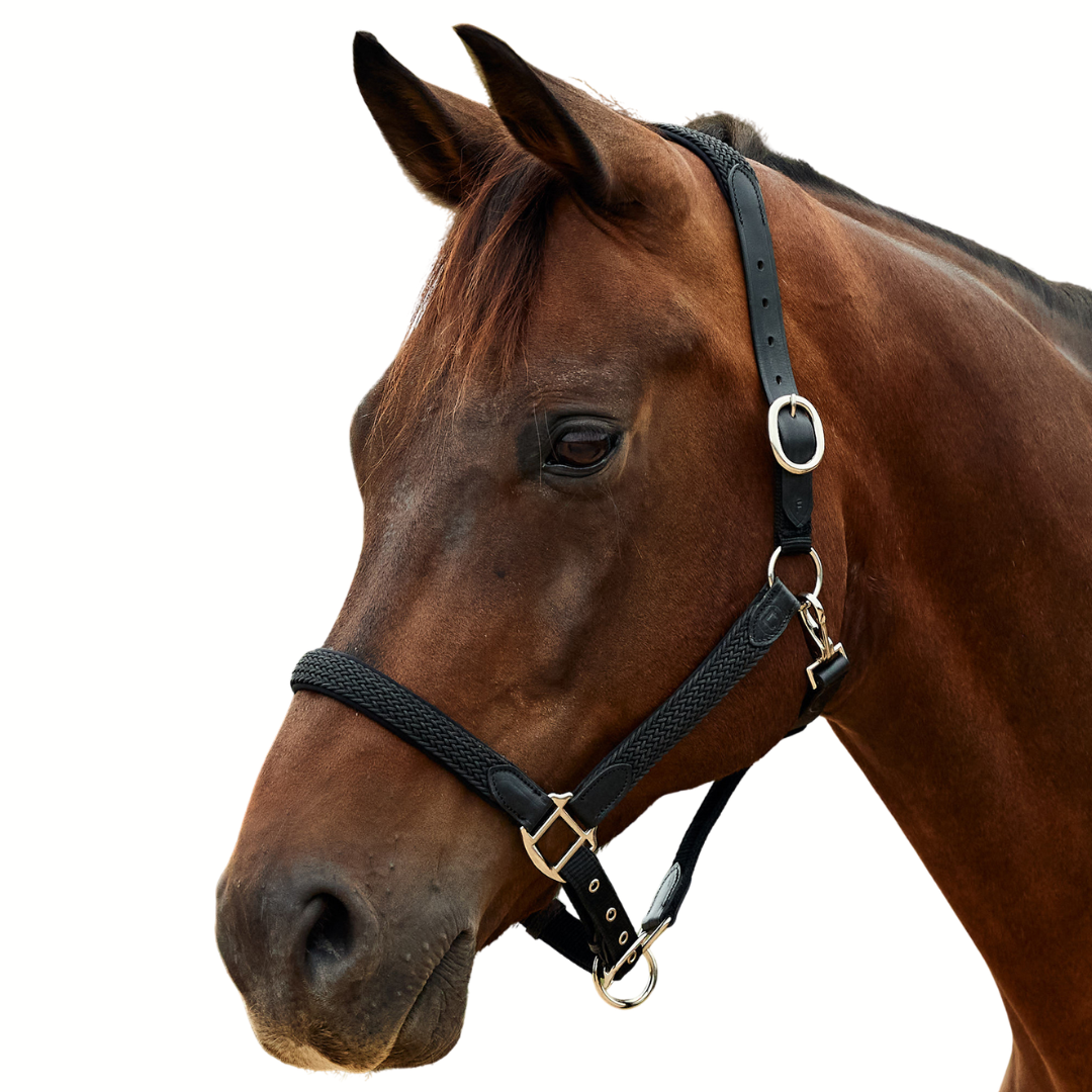 Braided Leather Headcollar - Black