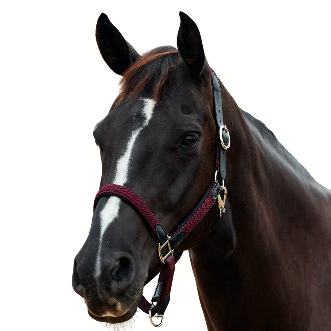 Braided Leather Headcollar - Burgundy